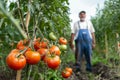 farmer standing with prizewinning tomatoes Royalty Free Stock Photo