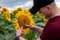 Farmer standing in sunflower field examining the crop. Royalty Free Stock Photo