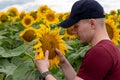 Farmer standing in sunflower field examining the crop. Royalty Free Stock Photo