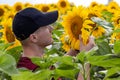 Farmer standing in sunflower field examining the crop. Royalty Free Stock Photo