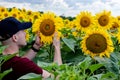 Farmer standing in sunflower field and examining the crop. Royalty Free Stock Photo