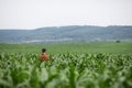 A farmer stands in the middle of a corn field and inspects it Royalty Free Stock Photo