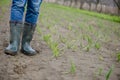 A farmer stands in an onion field. Royalty Free Stock Photo