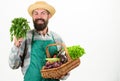 Farmer straw hat hold parsley and basket vegetables. Fresh organic vegetables wicker basket. Hipster gardener wear apron Royalty Free Stock Photo