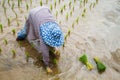 Farmer with straw hat transplanting rice seedlings in paddy field