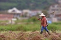 Farmer of a Strawberry Farm in Baguio City PH Royalty Free Stock Photo