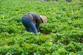 Farmer in strawberry field at Aden farm, Mon Jam, Chiang Mai - northern Thailand Royalty Free Stock Photo