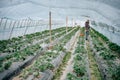 A farmer in a strawberry greenhouse