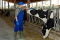 Farmer stroking cow in cowhouse