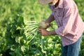 Farmer with sugar beet in field