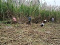 Farmer sugarcane cutting image