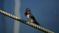 Farmer swallow sitting in the harbor on a boat line. Colorful nature bird outside with wings and feathers.