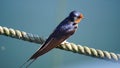 Farmer swallow sitting in the harbor on a boat line. Colorful nature bird outside with wings and feathers.