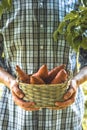 Farmer with sweet potatoes Royalty Free Stock Photo