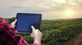 Farmer with tablet computer on the coffee plantation field countryside at sunset. Space for text Royalty Free Stock Photo