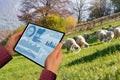 Farmer with tablet controls a flock of sheep.