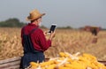 Farmer with tablet on corn harvesting Royalty Free Stock Photo