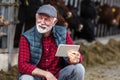 Farmer with tablet in front of cows Royalty Free Stock Photo