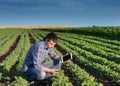 Farmer with tablet in soybean field Royalty Free Stock Photo