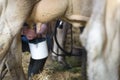 Farmer takes milk from udder of cow Royalty Free Stock Photo