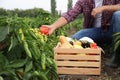 Farmer taking bell pepper from bush in field, closeup. Harvesting time