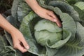 Farmer taking cabbage, top view. Harvesting time