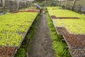 Farmer taking care of a greenhouse with lettuce seedlings of various types to be replante