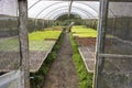 Farmer taking care of a greenhouse with lettuce seedlings of various types to be replanted