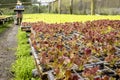 Farmer taking care of a greenhouse with lettuce seedlings of various types to be replanted in the field