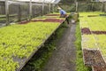 Farmer taking care of a greenhouse with lettuce seedlings