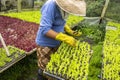 Farmer taking care of a greenhouse with lettuce seedlings of various types to be replanted