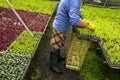 Farmer taking care of a greenhouse with lettuce seedlings of various types to be replanted in the field