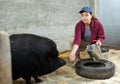 Farmer taking care of a pig Royalty Free Stock Photo