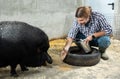 Farmer taking care of pig Royalty Free Stock Photo