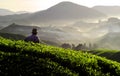 Farmer Tea Plantation Morning Concept