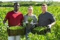 Farmer team with crop of beans