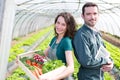 Farmer team at work in a greenhouse