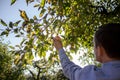 A farmer tears an apple from a tree Royalty Free Stock Photo