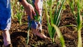 Farmer tears garlic plant on the field for food, walking barefoot dirty legs.