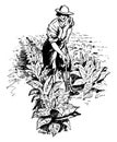 Tobacco Plants,vintage illustration