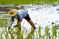 Farmer in thailand planting young rice paddy on agriculture area