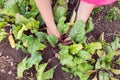 Farmer thinning out and mulching young beetroot plants