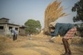 A farmer threshing, beating the sheaves against the floor to separate rice grains