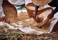 Farmer threshing rice. Farmer manual harvest rice, countryside of Bali. Rice from the field in in weave rattan tray