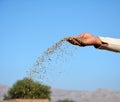 A Farmer Throwing DAP Fertilizer In The Fields