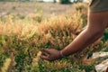 A farmer throws up a grown basil in farm field. Harvesting concept