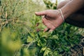 A farmer throws up a grown celery in farm field. Harvesting concept