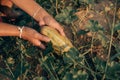 A farmer throws up a grown Long Thai Melon in farm field. Harvesting concept