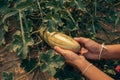 A farmer throws up a grown Long Thai Melon in farm field. Harvesting concept