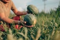 A farmer throws up a grown watermelon in farm field. Harvesting watermelons concept